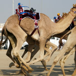 Camel Racing Track Al Sheehaniya